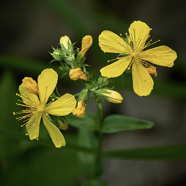 Johanniskraut: Pflanze mit fünf gelben Blütenblättern