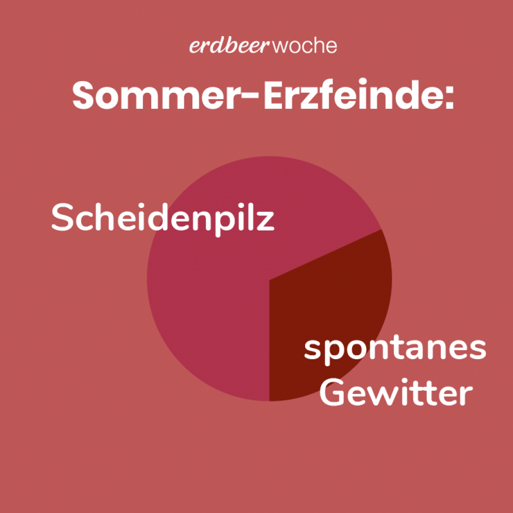 Grafik: Sommer-Erzfeinde: 70% Scheidenpilz, 30% spontanes Gewitter
